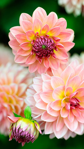 Dahlia, Beautiful Flower HD phone wallpaper