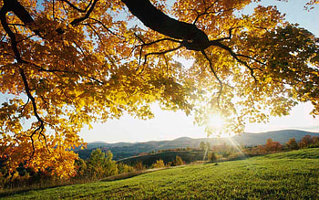 Nature, Autumn, Leaves, Shine, Light, Wood, Tree, Branches, Branch, Sunlight, Meadow, Sun Rays HD wallpaper