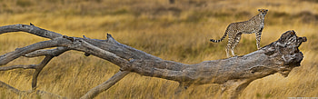 East African cheetah, Wild Animals HD wallpaper
