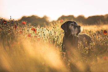 Adult black Great Dane, Field of flowers, Poppies backdrop HD wallpaper