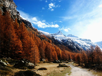 snow tops, snow, trees, autumn, road, mountains HD wallpaper