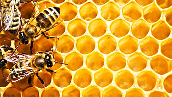 Honey bee , Golden delight, Floral companions, Nature's treasure HD wallpaper