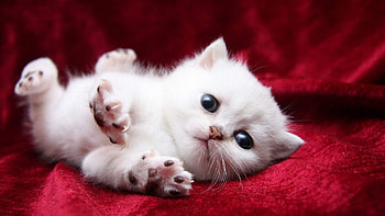 Animals, Kitty, Kitten, Beautiful HD wallpaper