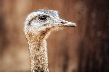 Fastest bird, Long neck, Feathered creature, African inhabitant HD wallpaper