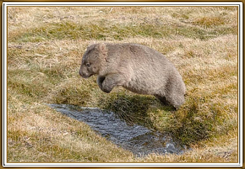 WOMBAT, NATURE, , ANIMAL HD wallpaper