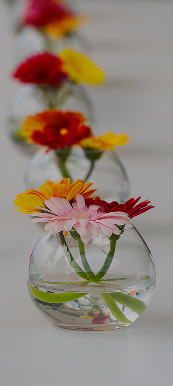 Red and pink flower HD phone wallpaper