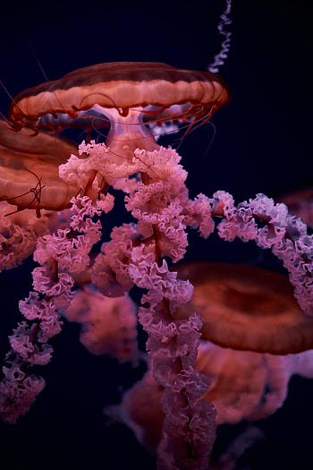 Animals, Jellyfish, Brown, Being, Creature, Tentacles HD phone wallpaper