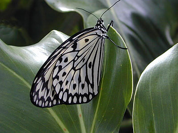 Butterfly, white, black, dots HD wallpaper