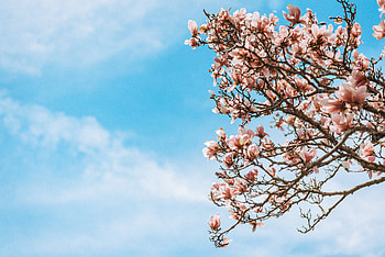 Flowers, Sakura, Wood, Tree, Branches, Bloom, Flowering HD wallpaper