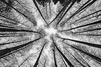 Trees, Branches, Bw, Chb, Bottom View HD wallpaper