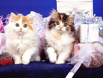 Animals, Fluffy, Couple, Pair, Kittens HD wallpaper