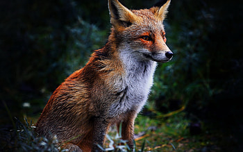 Foxes , Screen-worthy beauty, Stunning ry, Nature's wonders HD wallpaper