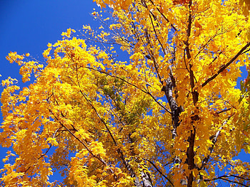 Maple trees, Majestic mountains, Breathtaking view HD wallpaper