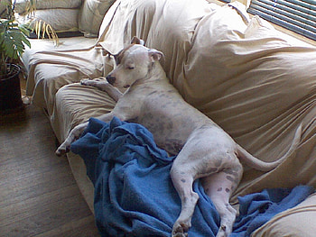 Kolohe, dogs, pitbulls, animals, pets HD wallpaper