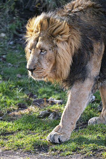 Animals, Lion, Predator, Big Cat, Sight, Opinion, Mane HD phone wallpaper