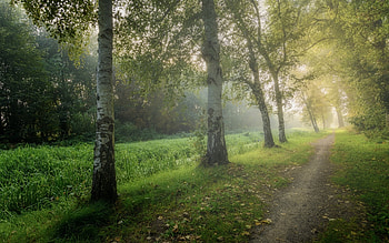 Birches by Path, trees, birches, nature, path HD wallpaper