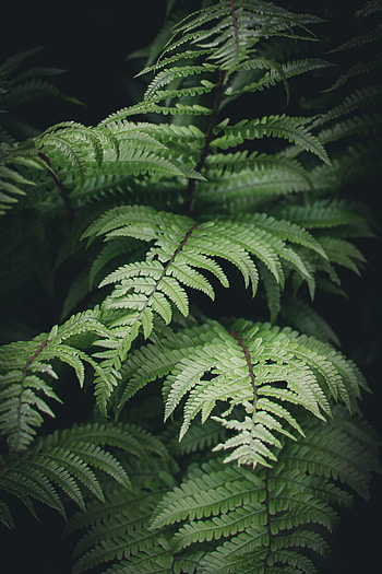 Plants, Leaves, Bush, Macro, Fern, Branches HD phone wallpaper