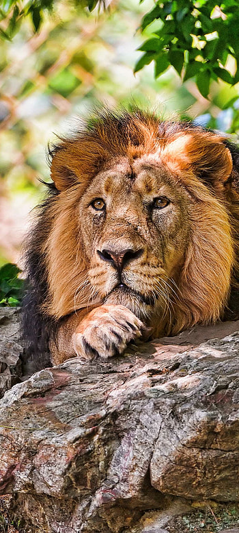 Majestic Lion — Wild Animal , Animal, lion HD phone wallpaper