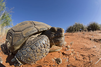 Tortoise wonders, Nature's living relics, Exquisite reptilian art, Wildlife graphy HD wallpaper