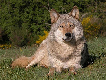 GRAY WOLF, Gray, Wolf, nature, animals HD wallpaper