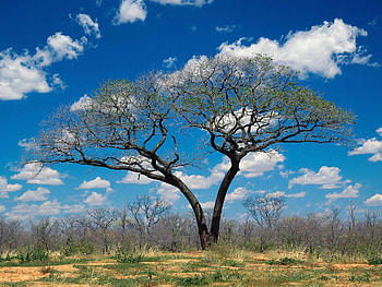 Botswana , Visual splendor, Stunning landscapes, Captivating beauty HD wallpaper