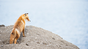Animals, Fox, Brown, Wildlife, Animal HD wallpaper