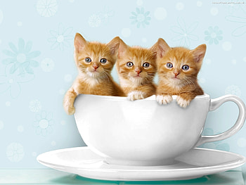 Animals, Cats HD wallpaper