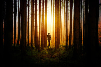 Silhouette, forest, explorer, alone, sunset, tree HD wallpaper