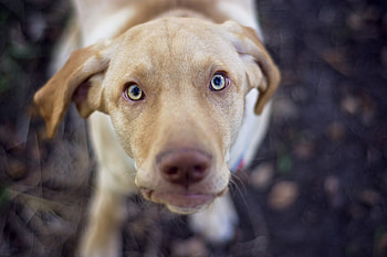 Copper Boy, Eyes, Best Friend, Dudley Labrador, Labrador HD wallpaper