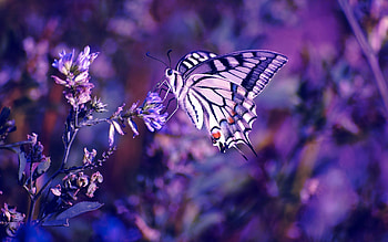 Butterflies, Insects HD wallpaper
