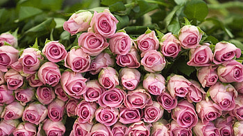 Flowers, Roses, Pink, Mountain, To Lie Down, Lie HD wallpaper