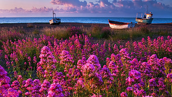 Sunset at a lake, blossoms, boats, landscape, colors, clouds, flowers, sky HD wallpaper