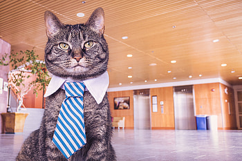 Animals, Cat, Muzzle, Tie HD wallpaper