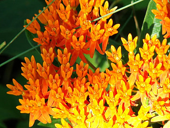 Orange Flowers, shaped, flowers, orange, cup HD wallpaper