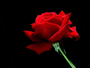 Red Roses, hello HD wallpaper