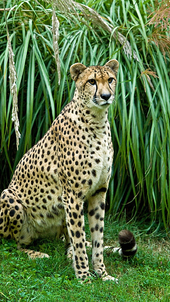Cheetah, Jungle, Animal HD phone wallpaper