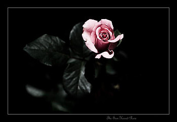 Pink rose, rose, black, roses, graphy, flower, love HD wallpaper