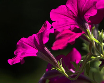 Flowers, leaves, nature, petals HD wallpaper