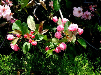 loving pinks forever, pink, spring, green, blossoms HD wallpaper