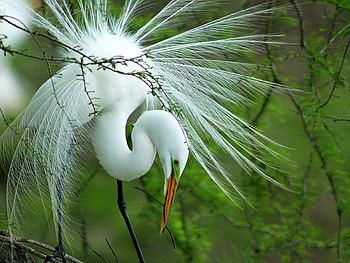 Animals, Birds HD wallpaper