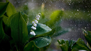 Lily-Of-The-Valley, Valley, nature, Lily, flower HD wallpaper