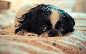 Animals, Dog, Muzzle, Eyes, Sadness, Sorrow HD wallpaper