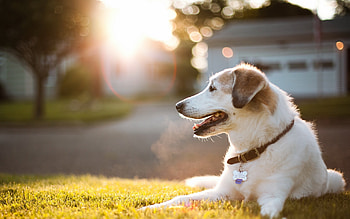 0 Dog Pretty Dog Wide Pets Animals HD wallpaper