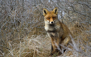 Animals, Grass, Fox, Sit, Forest HD wallpaper