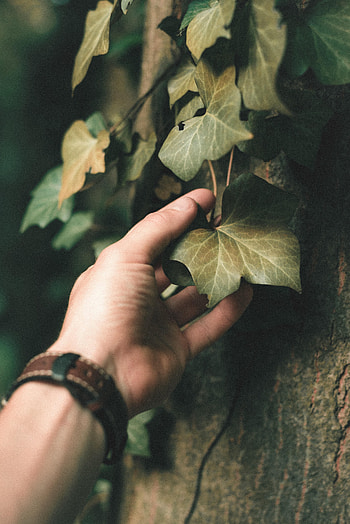 Plant, Hand, Miscellanea, Miscellaneous, Sheet, Leaf, Ivy HD phone wallpaper
