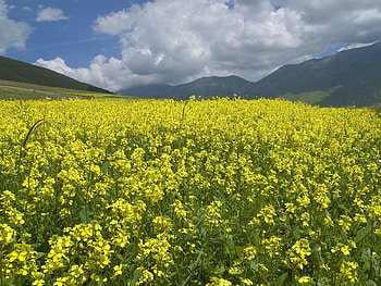 Castelluccio di Norcia Umbria Italy, green, landscape, leaf, sky, nature, flowers, cloud, mountain HD wallpaper