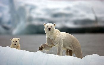 Animals, Snow, Stroll, Family, Arctic, White Bears, Polar Bears HD wallpaper