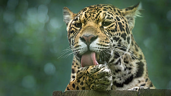 Leopard cat, U , Animal HD wallpaper