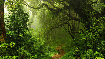 Green forest, , Natural beauty, Enchanting scenery HD wallpaper