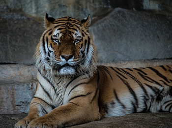 Animals, Muzzle, Predator, Big Cat, Tiger HD wallpaper